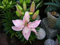 DSCN0218.webp
