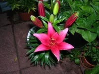 DSCN0219.webp