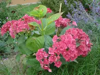 Hortensie 18 June 08.webp