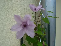 Clematis 18 June 08.webp
