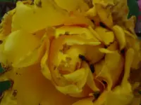 Käfer in Rose.webp