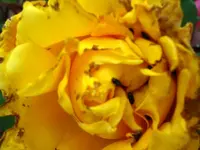 KiMi Rose.webp