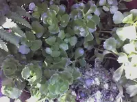 Steingarten1_2.webp