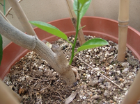 resized_01010146.webp