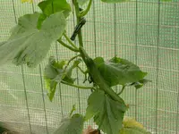 DSCN1580.webp