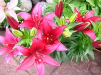 DSCN0225.webp