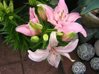 DSCN0226.webp