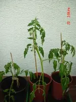Geiztomate kl.webp