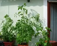 Tomaten.webp