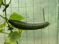 DSCN1592.webp