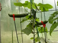 DSCN1591.webp