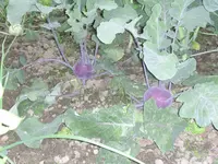 DSCN1597.webp