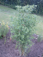 Foto0351.webp