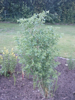Foto0349.webp