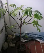 PICT0267.webp