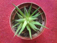 DSC00076.webp