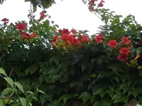 IMGP0246 (Medium).webp