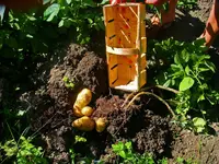 Erste Kartoffeln 2008.webp