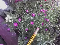 Unbekannt1.webp