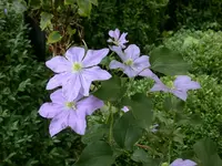 DSCN4384.webp
