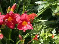 DSCN4385.webp