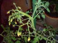 Blüte.webp