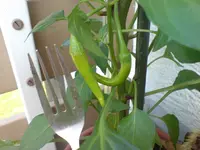 Chilli.webp