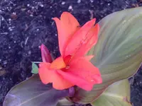 jpg6.webp