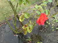 DSC00193.webp