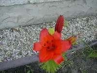 rot.webp