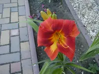 rot-gelb.webp