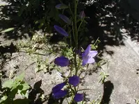 blaue-glocke2.webp