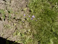 blaue-glocke1.webp