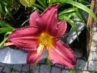 k2-Bourbon King 23.6.08 035.webp