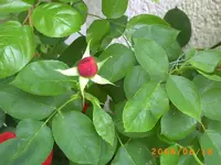 PICT0032.webp