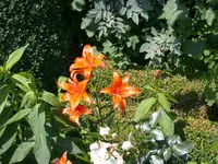 DSCN4386.webp
