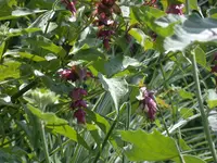 DSCN4401.webp
