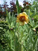 DSCN4402.webp