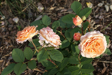 Rosen.webp