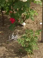 Rose nicht weiß.webp