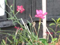 IMG_1875 Gartnelk.webp