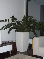 Zamio.webp