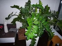 Zamio (5).webp