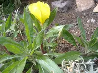 Blume.webp