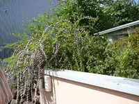P1020975.webp
