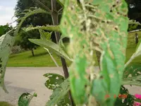 Sommerflieder.webp