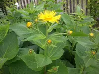 Garten 06-3 013.webp