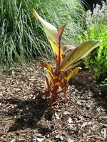 IMG_1360_cannaVorg.webp