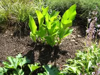IMG_1357_cannaVorg.webp