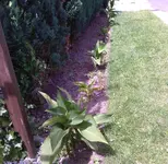 Foto-0042 canna.webp